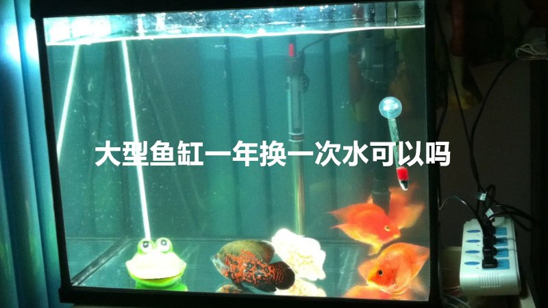 大型鱼缸一年换一次水可以吗
