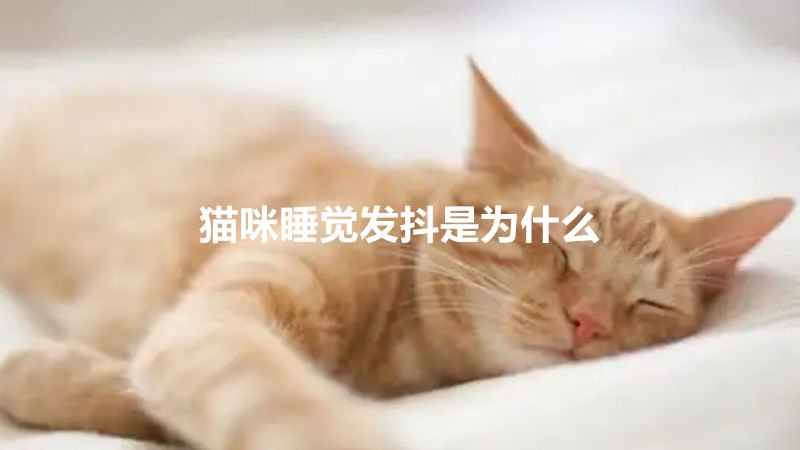 猫咪睡觉发抖是为什么