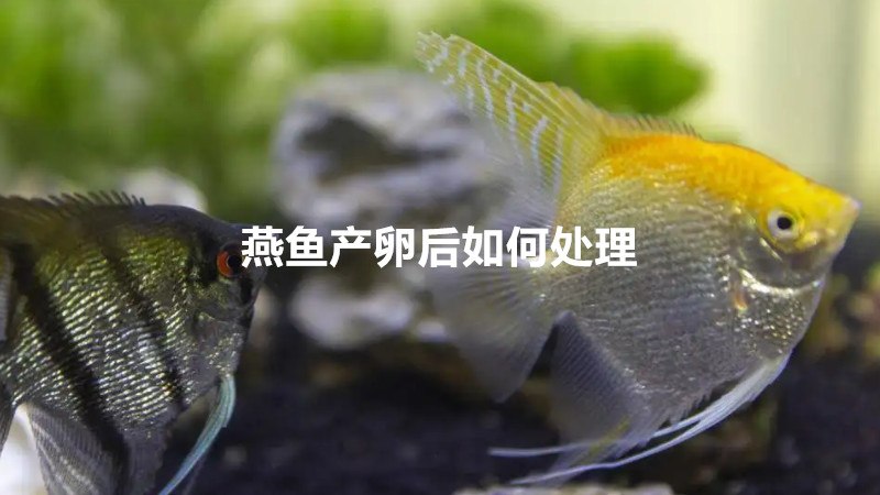 燕鱼产卵后如何处理