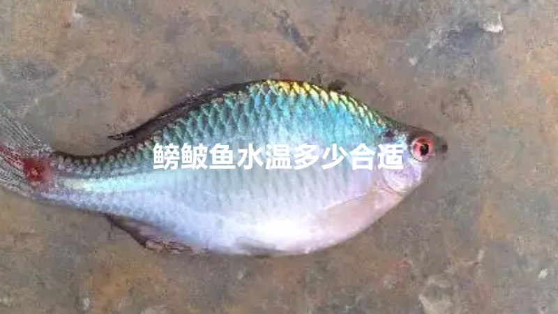 鳑鲏鱼水温多少合适