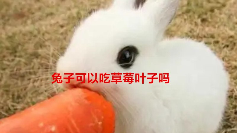 兔子可以吃草莓叶子吗