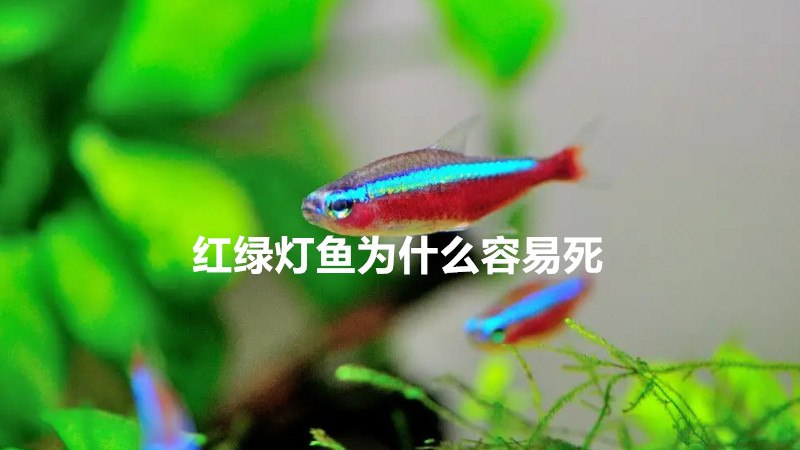 红绿灯鱼为什么容易死