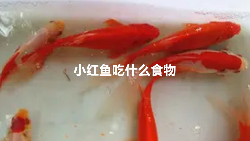 小红鱼吃什么食物