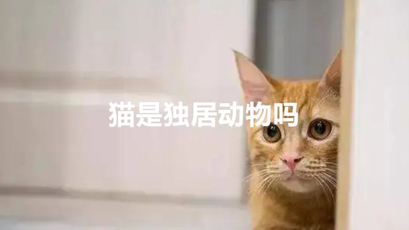 猫是独居动物吗