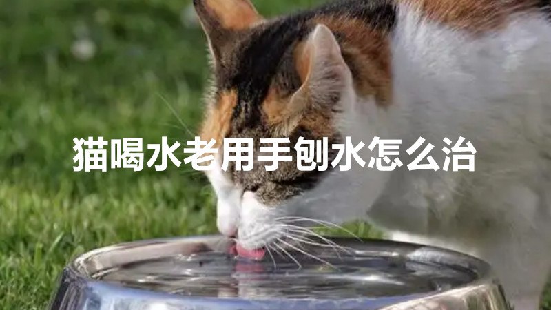 猫喝水老用手刨水怎么治