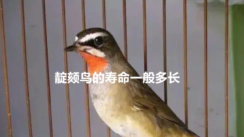 靛颏鸟的寿命一般多长