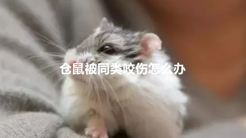 仓鼠被同类咬伤怎么办