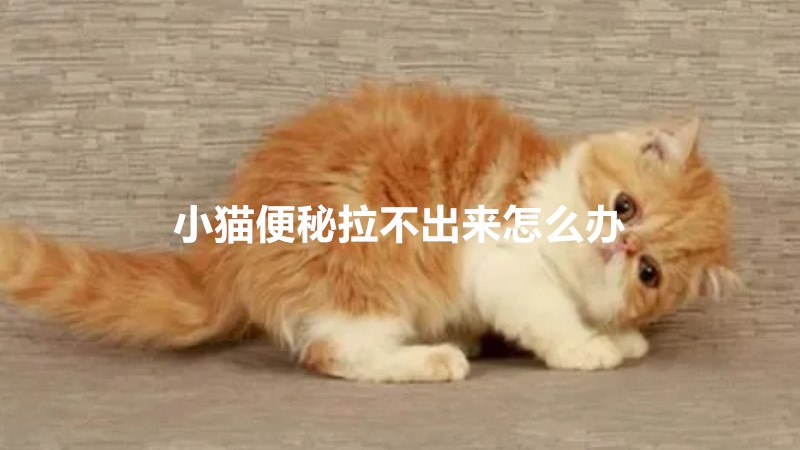 小猫便秘拉不出来怎么办