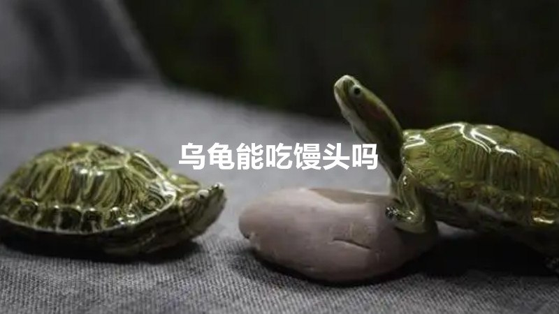 乌龟能吃馒头吗