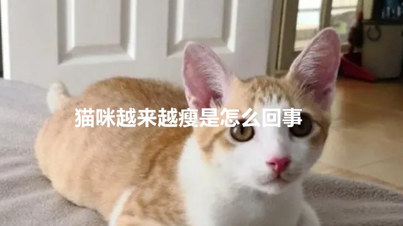 猫咪越来越瘦是怎么回事