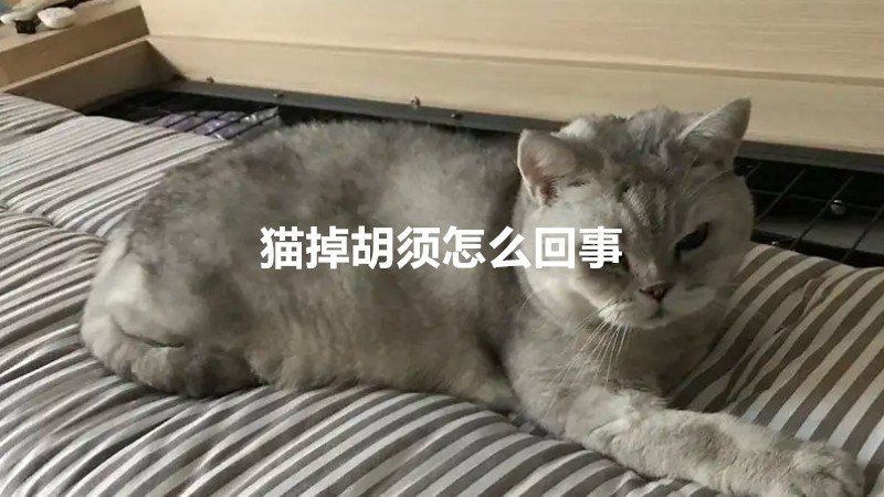 猫掉胡须怎么回事