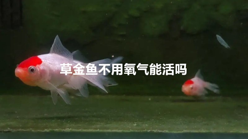 草金鱼不用氧气能活吗