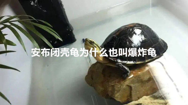 安布闭壳龟为什么也叫爆炸龟