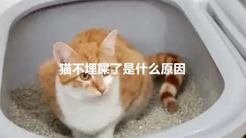 猫不埋屎了是什么原因