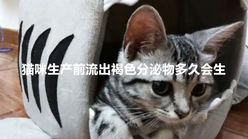 猫咪生产前流出褐色分泌物多久会生