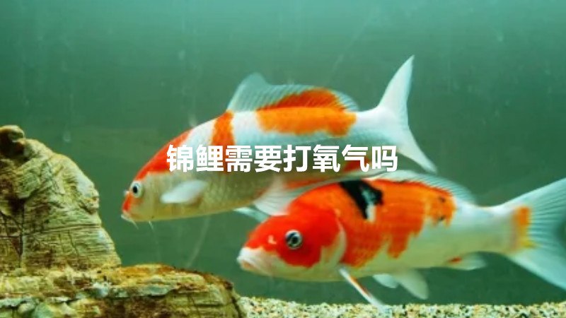 锦鲤需要打氧气吗