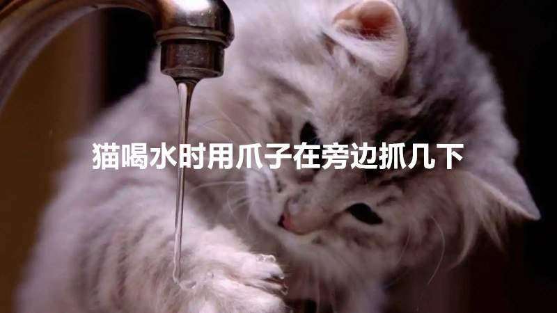 猫喝水时用爪子在旁边抓几下