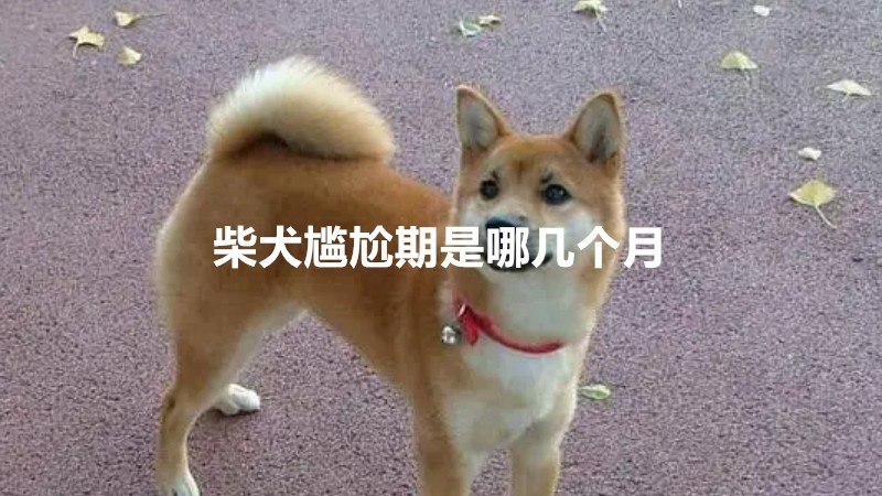 柴犬尴尬期是哪几个月