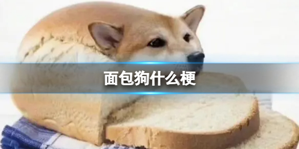 面包狗什么梗  如果我变成面包狗 如果变成面包狗是什么梗