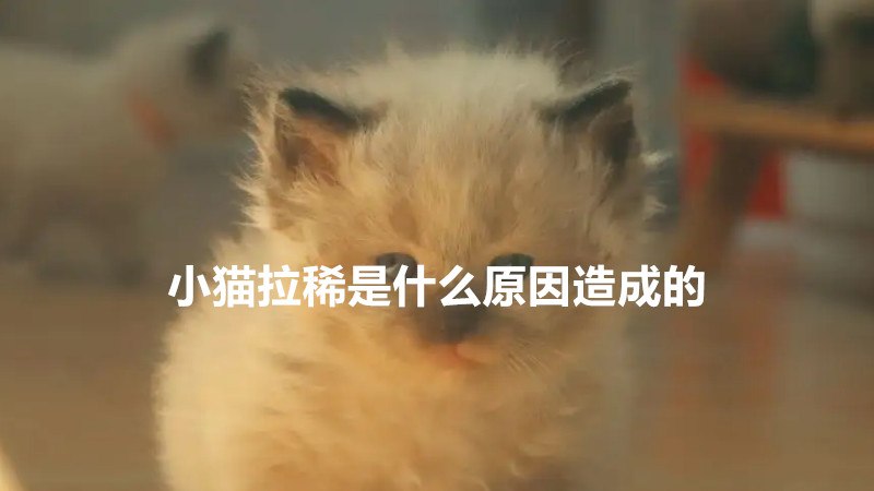 小猫拉稀是什么原因造成的