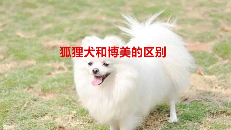 狐狸犬和博美的区别