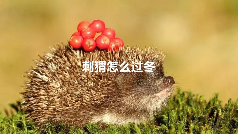 刺猬怎么过冬