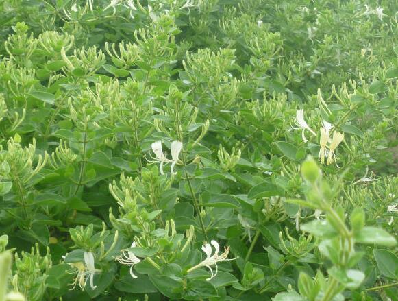 节后减肥从清肠着手