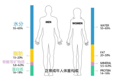 肌肉好减还是脂肪好减 哪个消耗快