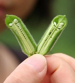健康饮食 春季保养攻略6种食物堪比补药