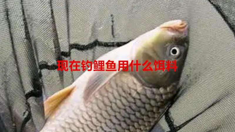现在钓鲤鱼用什么饵料