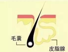 掉的头发根部有小白点包裹着，这是怎么回事?
