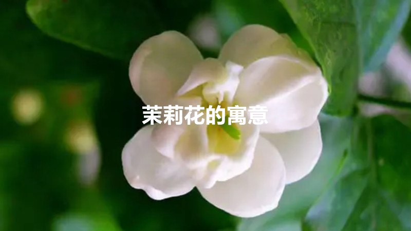 茉莉花的寓意