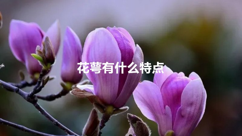 花萼有什么特点