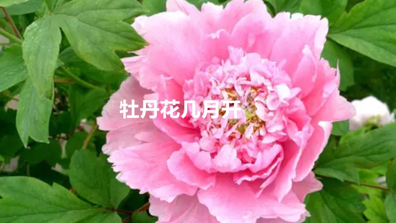 牡丹花几月开