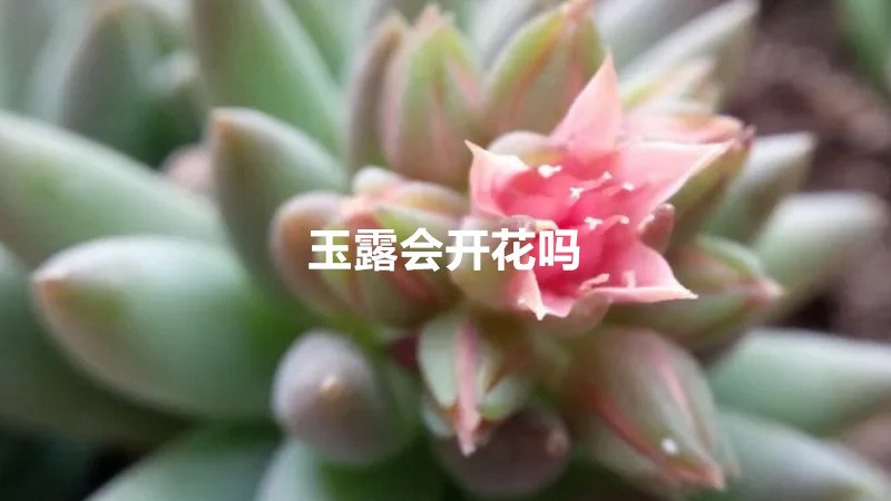 玉露会开花吗