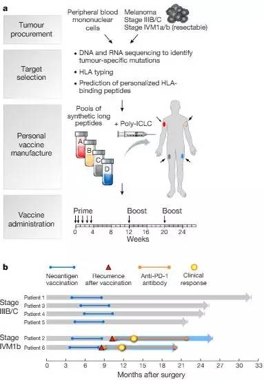 两篇Nature同时发表:首次!个性化癌症疫苗的抗癌效