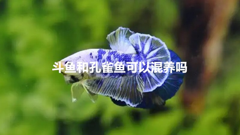 斗鱼和孔雀鱼可以混养吗