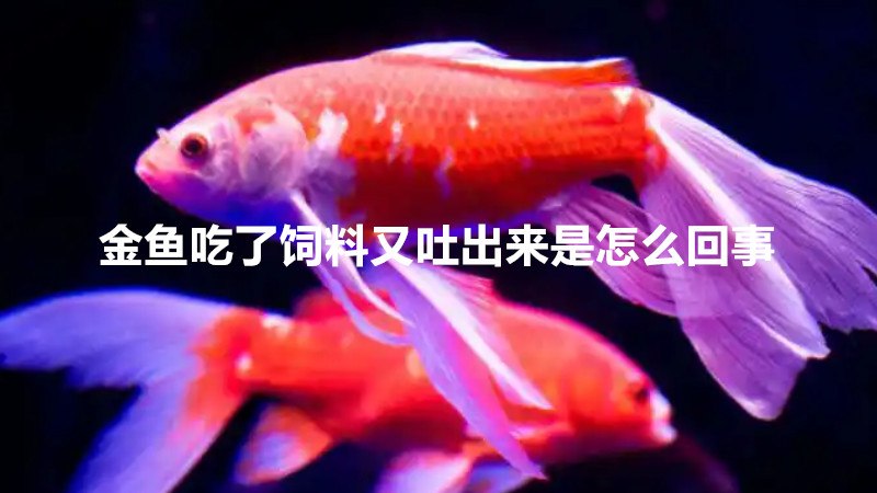 金鱼吃了饲料又吐出来是怎么回事
