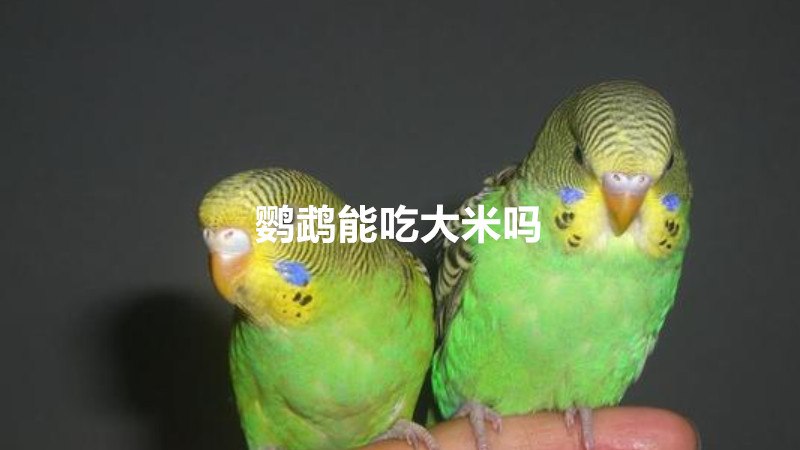 鹦鹉能吃大米吗