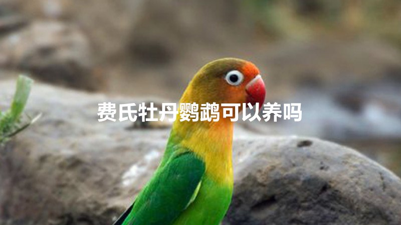 费氏牡丹鹦鹉可以养吗