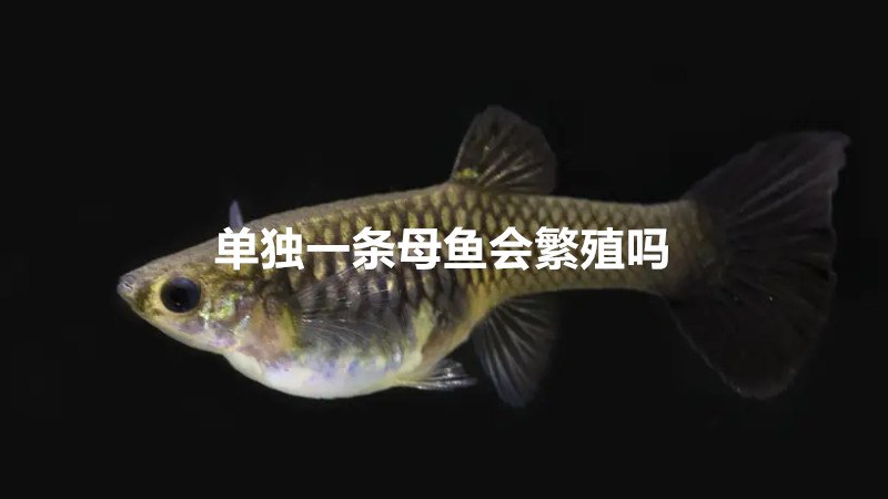 单独一条母鱼会繁殖吗
