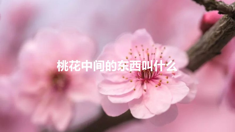 桃花中间的东西叫什么