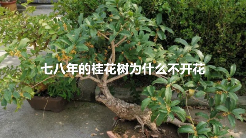 七八年的桂花树为什么不开花