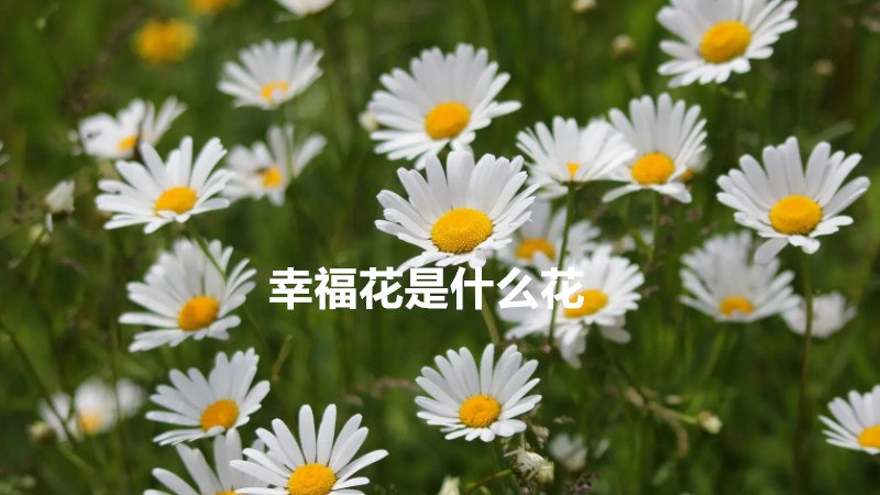 幸福花是什么花