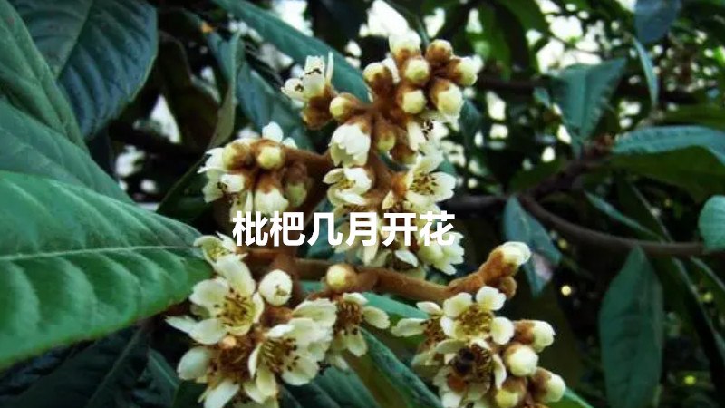 枇杷几月开花