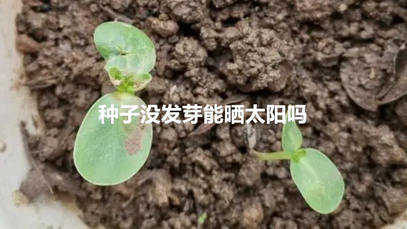 种子没发芽能晒太阳吗