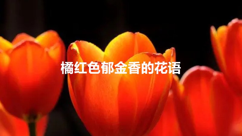 橘红色郁金香的花语