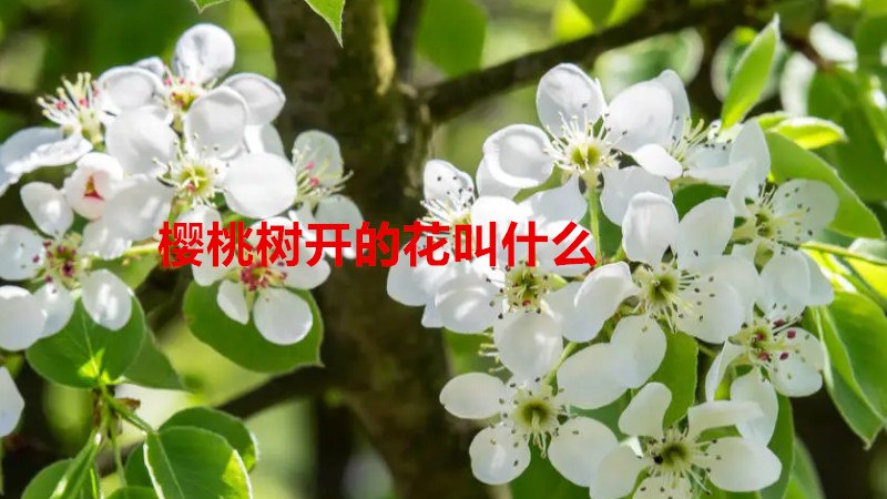 樱桃树开的花叫什么