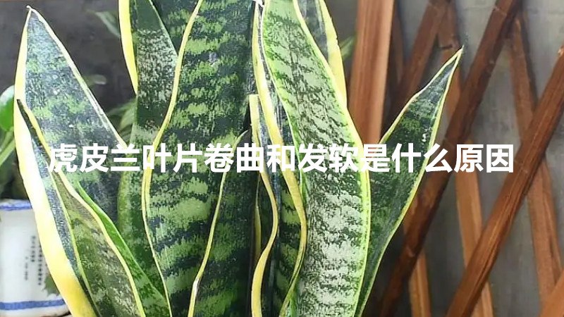 虎皮兰叶片卷曲和发软是什么原因