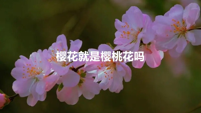 樱花就是樱桃花吗